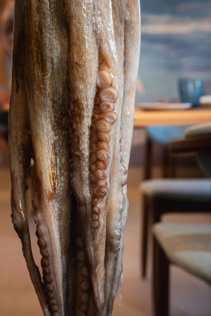 Patas de pulpo fresco de la Lonja de Motril en Granada, listas para la elaboración artesanal del pulpo seco